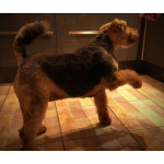 Собака Руна - вельштерьер в добрые руки!