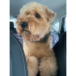 Собака Руна - вельштерьер в добрые руки!