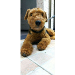 Собака Руна - вельштерьер в добрые руки!