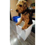 Собака Руна - вельштерьер в добрые руки!