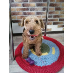 Собака Руна - вельштерьер в добрые руки!