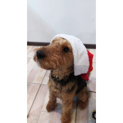 Собака Руна - вельштерьер в добрые руки!