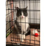 Миниатюрная кошечка-мурлыка Сильва в добрые руки