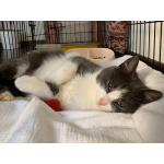 Миниатюрная кошечка-мурлыка Сильва в добрые руки