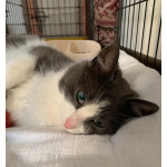 Миниатюрная кошечка-мурлыка Сильва в добрые руки