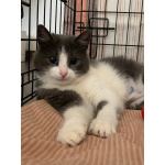 Миниатюрная кошечка-мурлыка Сильва в добрые руки