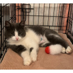 Миниатюрная кошечка-мурлыка Сильва в добрые руки