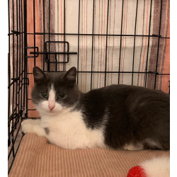 Миниатюрная кошечка-мурлыка Сильва в добрые руки