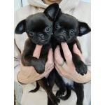 Милота из Тулы