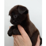 Красотка из Тулы