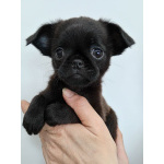 Красотка из Тулы