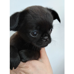 Красотка из Тулы