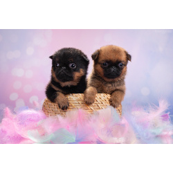 Щенки пти-брабансона