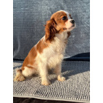 Кавалер кинг Чарльз спаниель мальчик бленхейм