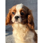 Кавалер кинг Чарльз спаниель мальчик бленхейм