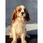 Кавалер кинг Чарльз спаниель мальчик бленхейм