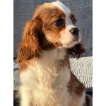 Кавалер кинг Чарльз спаниель мальчик бленхейм