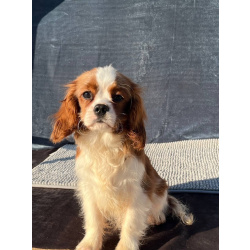 Кавалер кинг Чарльз спаниель мальчик бленхейм