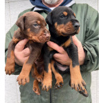 Доберман – щенки на продажу
