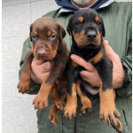 Доберман – щенки на продажу