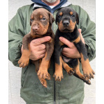 Доберман – щенки на продажу