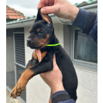 Доберман – щенки на продажу