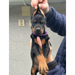 Доберман – щенки на продажу