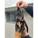 Доберман – щенки на продажу