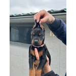 Доберман – щенки на продажу
