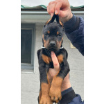 Доберман – щенки на продажу