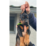 Доберман – щенки на продажу