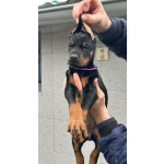 Доберман – щенки на продажу