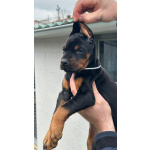 Доберман – щенки на продажу