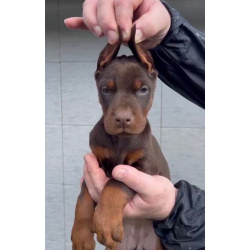 Доберман – щенки на продажу