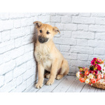 Красавчик Барни в поисках любящей семьи!