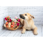 Красавчик Барни в поисках любящей семьи!