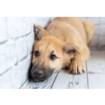 Красавчик Барни в поисках любящей семьи!