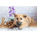 Красавчик Барни в поисках любящей семьи!