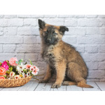 Мишель - активный «медвежонок» в добрые заботливые руки!