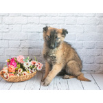 Мишель - активный «медвежонок» в добрые заботливые руки!