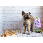 Мишель - активный «медвежонок» в добрые заботливые руки!