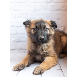 Мишель - активный «медвежонок» в добрые заботливые руки!