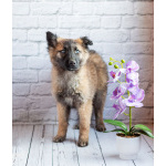 Мишель - активный «медвежонок» в добрые заботливые руки!