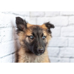 Мишель - активный «медвежонок» в добрые заботливые руки!