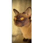 Питомник UralPharaoH