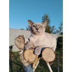 Питомник UralPharaoH