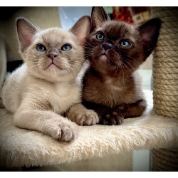 Питомник UralPharaoH