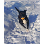 Чудесная собачка Марси ищет дом и семью!