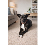 Чудесная собачка Марси ищет дом и семью!