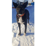 Чудесная собачка Марси ищет дом и семью!